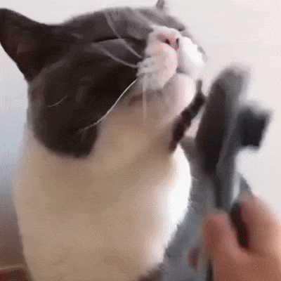 Escova removedora de pelos gato e cachorro Jeito massage