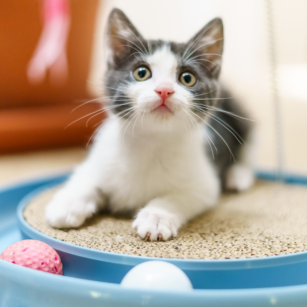 Foto de 🐱 Ana - Mamá de Luna